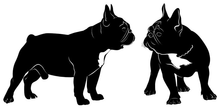 Dog Bulldog. The dog breed bulldog.Dog Bulldog black silhouette vector isolated on white background