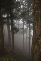 Obraz premium Foggy forest with rain drops sound