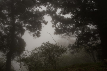 Fototapeta na wymiar Foggy forest with rain drops sound