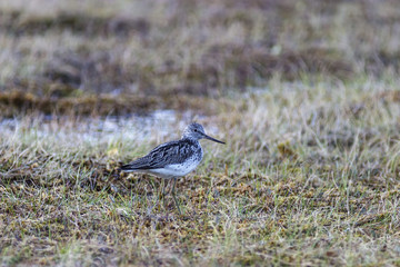 Common Greenshank