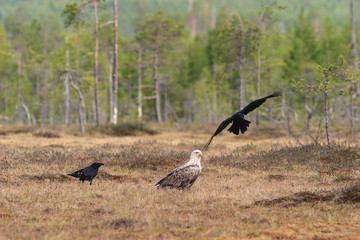White-tailed Eagle