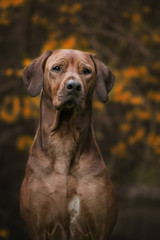 Beautiful dog rhodesian ridgeback hound outdoors