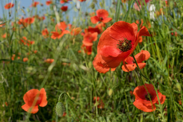 Poppy / beautiful poppy on a meadow