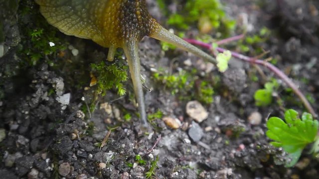 snail crawling on the wall