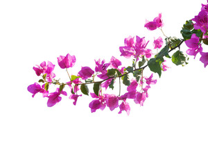 Blooming bougainvilleas isolated on white background