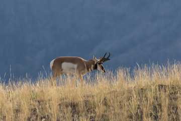 Pronghorn Antelope Buck