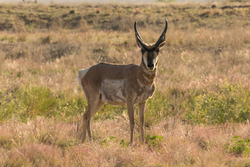 Pronghorn Antelope Buck