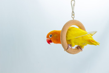 Playing Double Yellow Lovebird