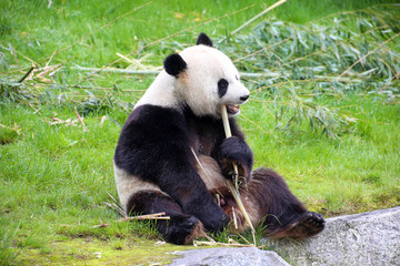 Fototapeta na wymiar Großer Panda in Nahaufnahme