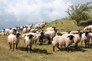 Schafherde auf der Insel Rügen