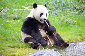 Großer Panda in Nahaufnahme