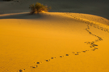 The morning in Mesquite Flat Sand Dunes