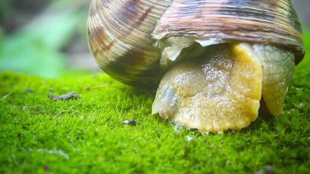 very slowly reveals nasty snail