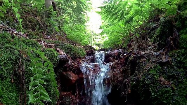 An einem B&auml;chlein helle...
(Bach 06)