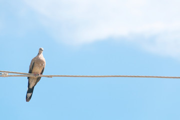 Spotted dove stand on electric wire with blue sky background