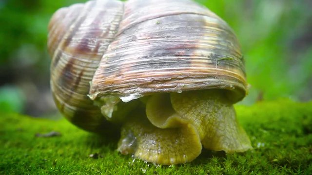 cautious snail closes from danger