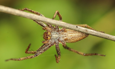 spider from bottom side