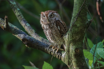 Eastern Screech-Owl in Morning Light