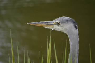 Graureiher
Ardea cinerea