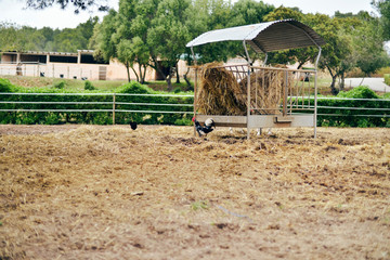 Rooster in field next to feed bin