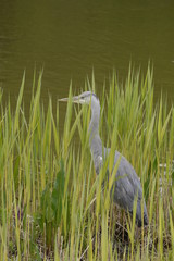Graureiher
Ardea cinerea