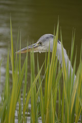 Graureiher
Ardea cinerea