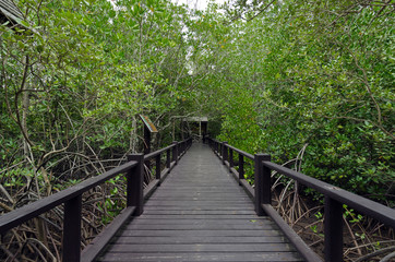 Wood passage way into mangrove forest (Trees include Rhizophorac