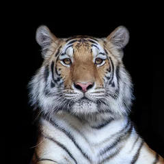 Papier Peint photo autocollant Tigre The tiger looking.