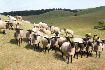 Schafherde auf der Insel Rügen