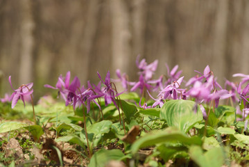 Japanese dog's tooth violet and Corydalis yanhusuo