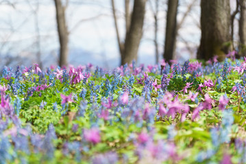 Japanese dog's tooth violet and Corydalis yanhusuo ,In distant view Daisetsuzan