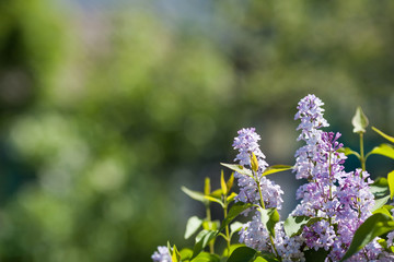 Purple blooming lilac branch on blurred background