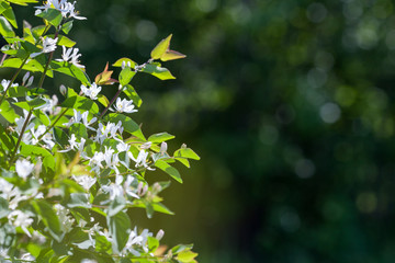White blooming tree branch on blurred background