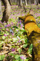 Japanese dog's tooth violet and Corydalis yanhusuo , Mossy tree