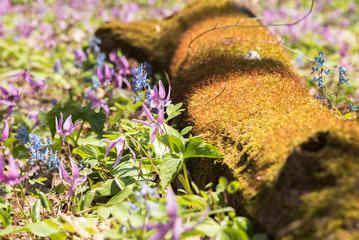 Japanese dog's tooth violet and Corydalis yanhusuo , Mossy tree
