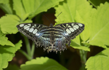 Butterfly 2016-76 / Butterfly on green leaves.