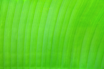 Plant leaf