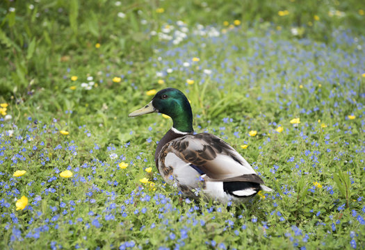 Image of a male mallard duck walking through grass surrounded by wild summer flowers.