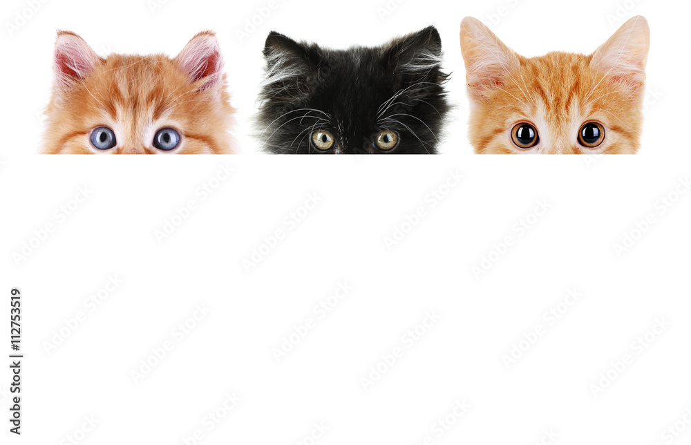 Canvas Prints Group of cats in front of white background with space for your text