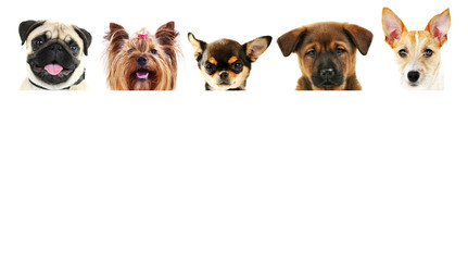 Group of dogs in front of white background with space for your text