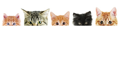 Group of cats in front of white background with space for your text