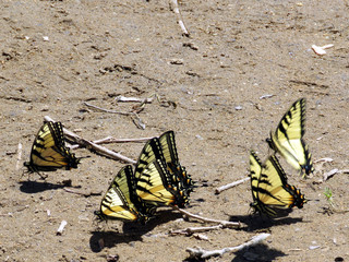 Potomac six Eastern Tiger Swallowtail April 2016