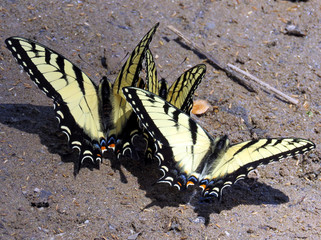 Potomac the Eastern Tiger Swallowtail April 2016
