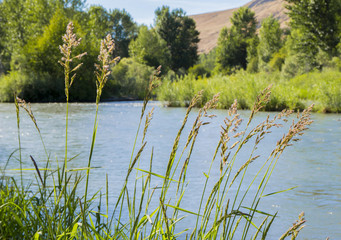 Yakima river 