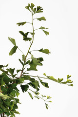 Gingko-Pflanze (Ginkgo biloba) Nahaufnahme