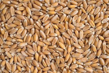 Close view of organic spelt.