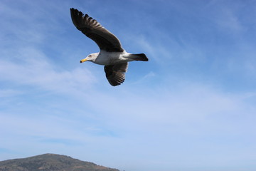 Möwe am Himmel im Flug am Himmel von Kalifornien