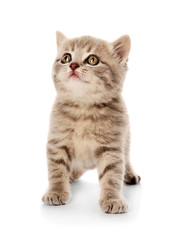Fototapeta premium Small cute kitten, isolated on white