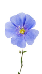 Blue flax flower isolated