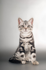 Fototapeta na wymiar American shorthaired kittens on silver background